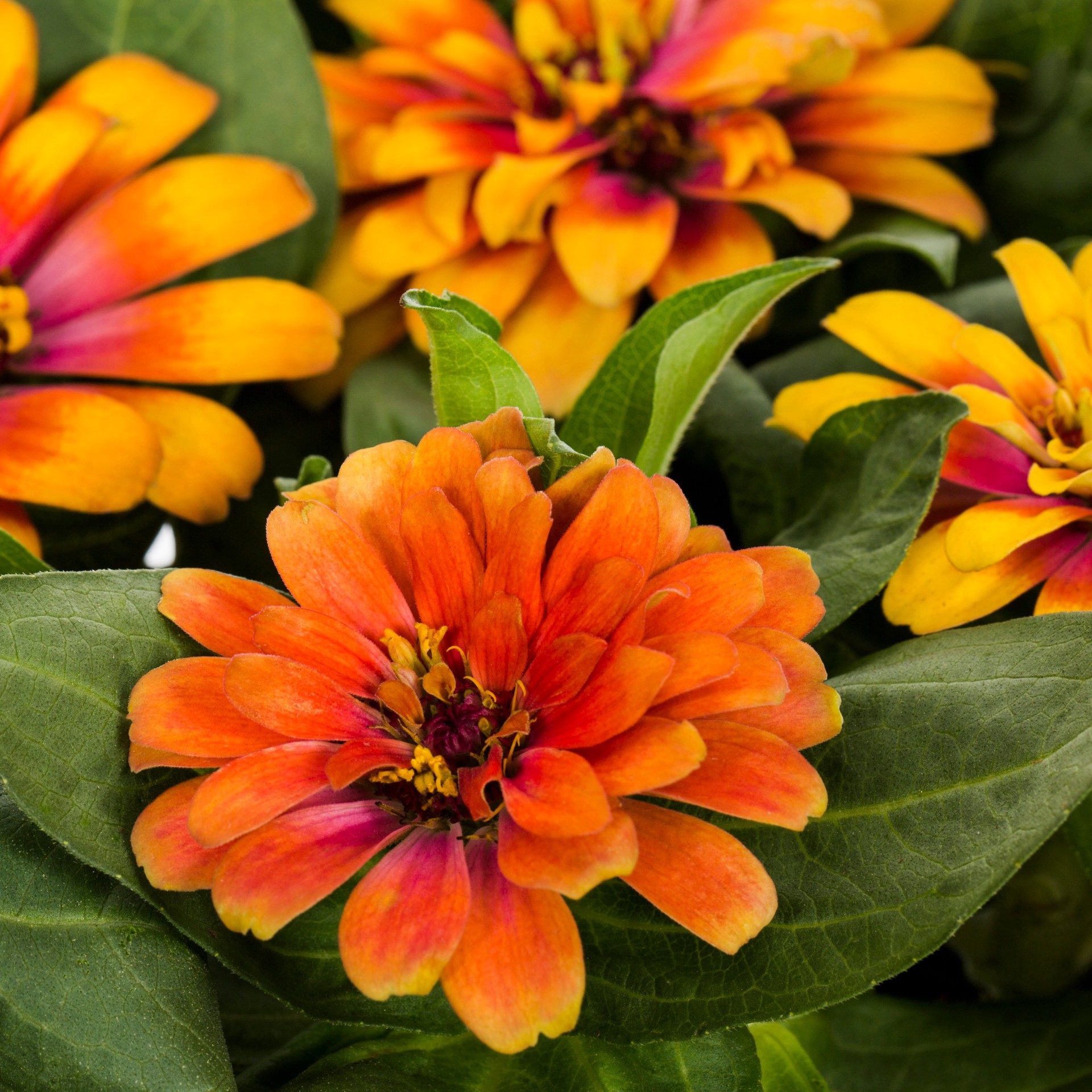 slide 4 of 4, Lowe's Multicolor Zinnia in 12-Pack Tray, 1 ct