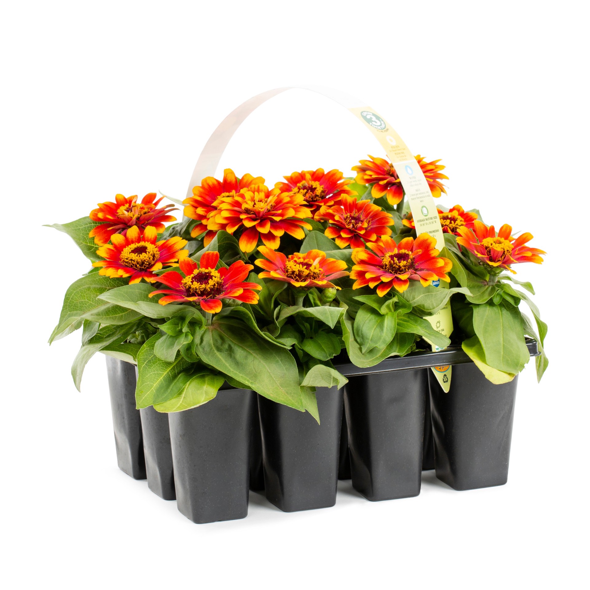 slide 1 of 4, Lowe's Multicolor Zinnia in 12-Pack Tray, 1 ct
