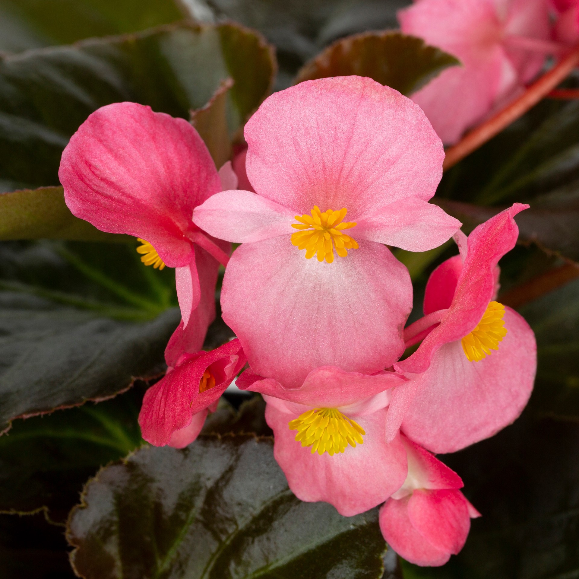 slide 2 of 4, Lowe's Multicolor Begonia in 12-Pack Tray, 1 ct