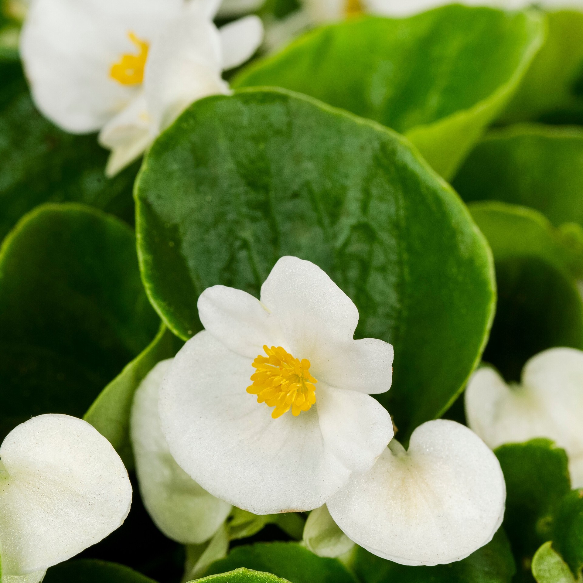 slide 4 of 4, Lowe's Multicolor Begonia in 12-Pack Tray, 1 ct