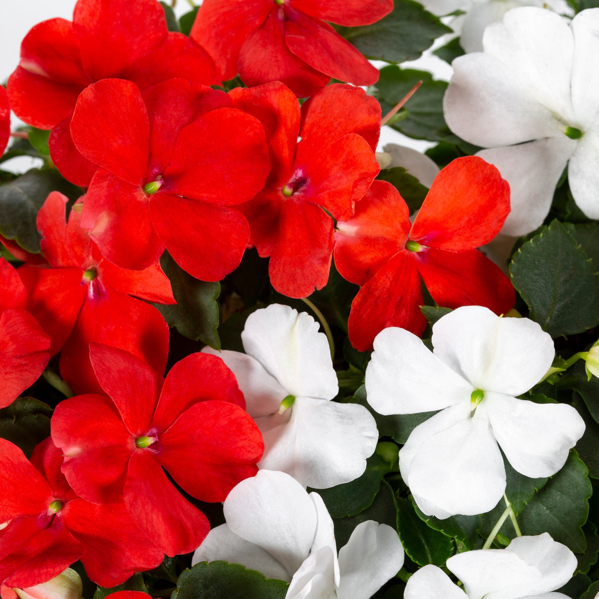 slide 2 of 6, Lowe's Multicolor Impatiens in 12-Pack Tray, 1 ct