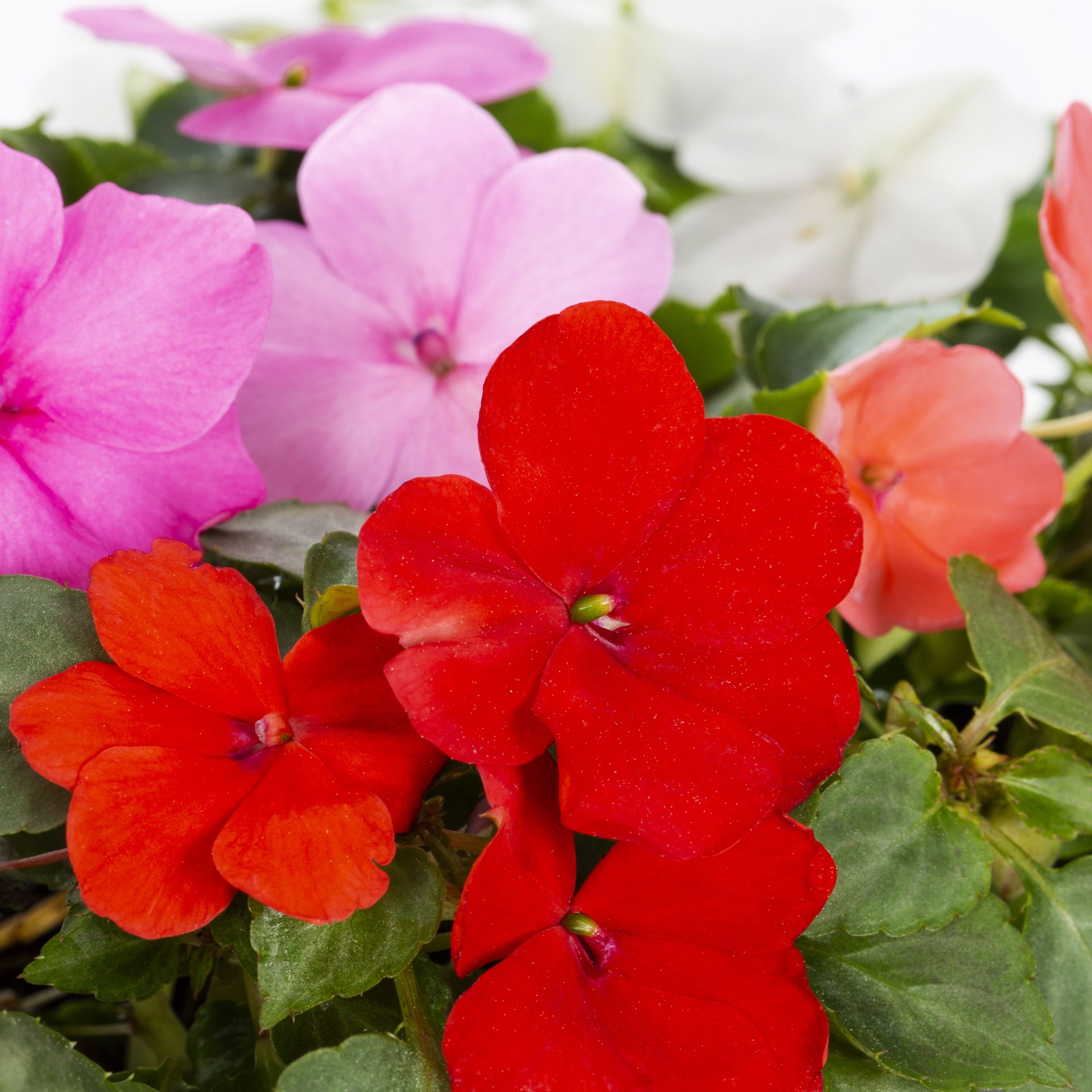 slide 4 of 6, Lowe's Multicolor Impatiens in 12-Pack Tray, 1 ct