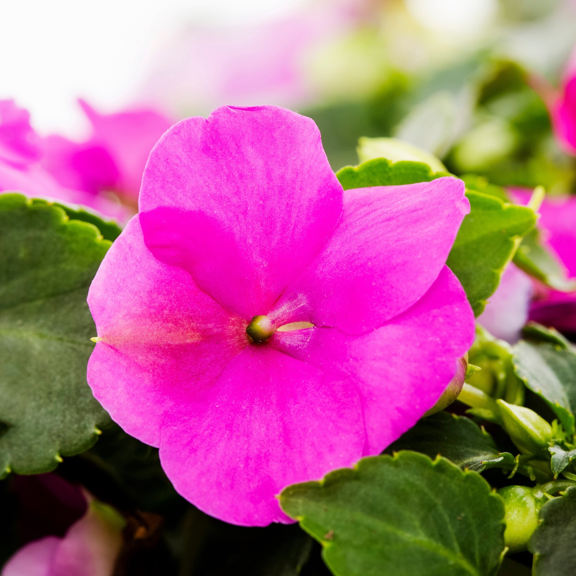 slide 6 of 6, Lowe's Multicolor Impatiens in 12-Pack Tray, 1 ct