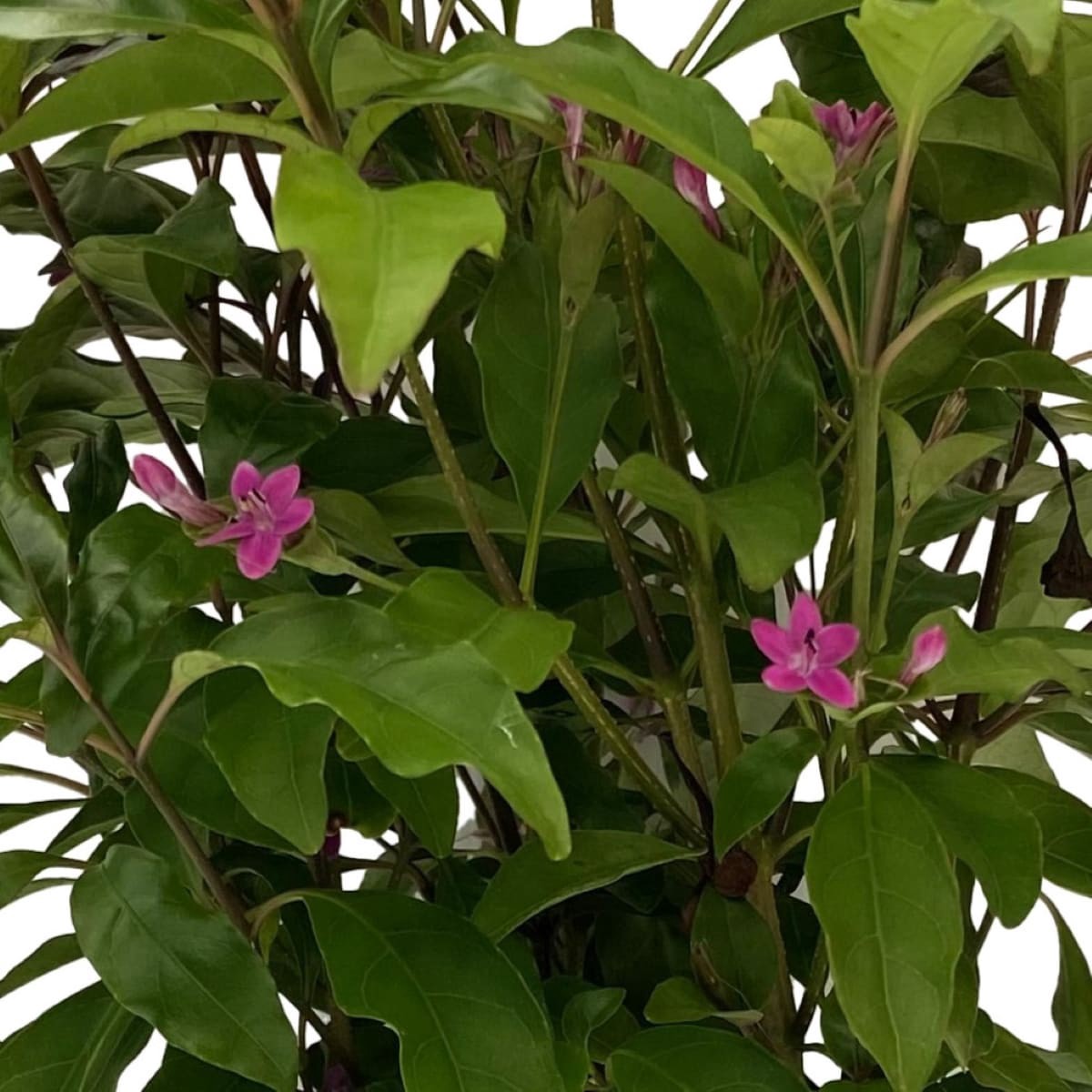 slide 2 of 4, Lowe's Purple Shooting Star in 2 Quart(s) Pot 1 -Pack, 1 ct