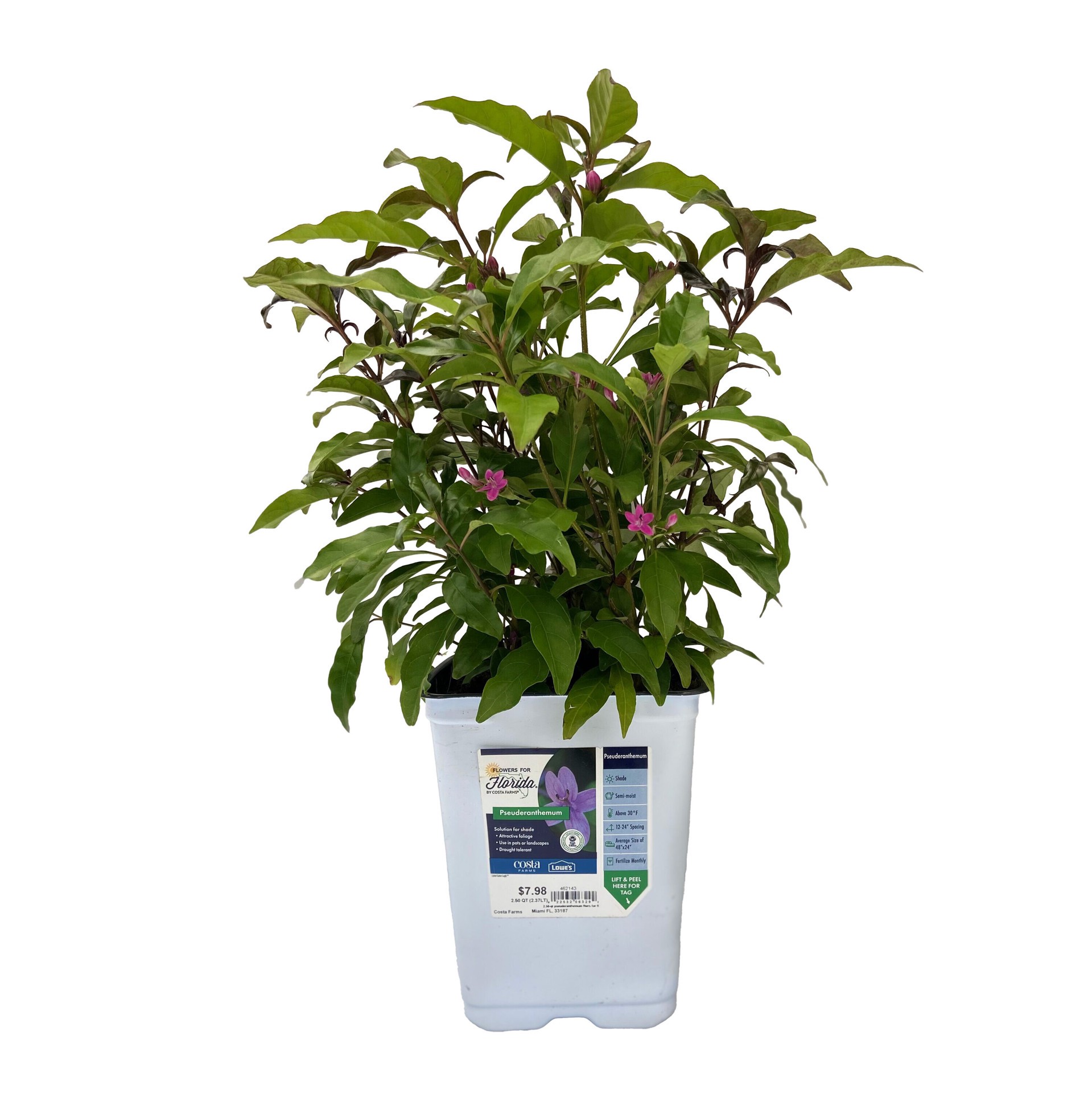 slide 1 of 4, Lowe's Purple Shooting Star in 2 Quart(s) Pot 1 -Pack, 1 ct
