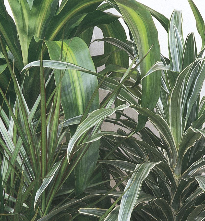 slide 1 of 1, Dracaena House Plant, 1 ct
