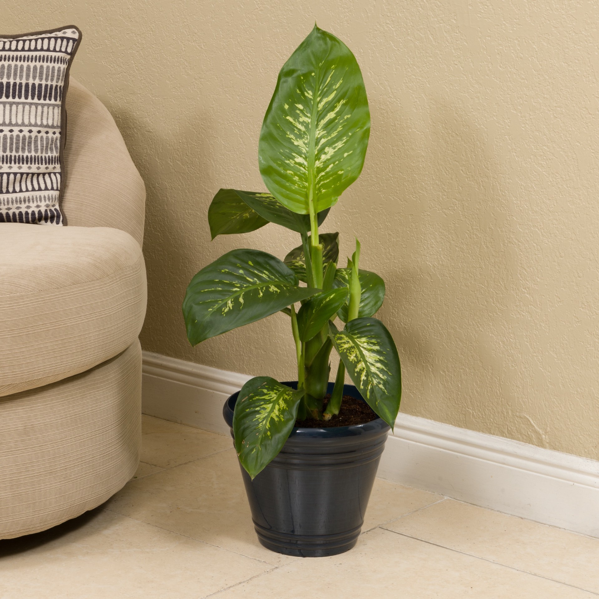 slide 2 of 2, Dieffenbachia House Plant in 1.72-Gallon (s) Pot, 1 ct
