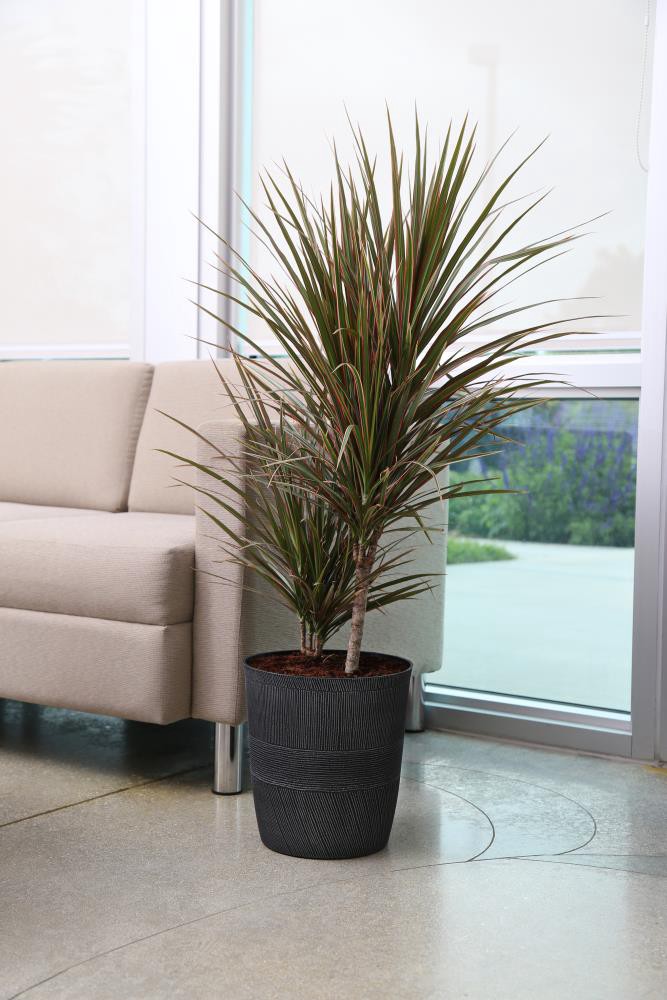 slide 2 of 2, Dracaena Marginata House Plant in 1.72-Gallon (s) Pot, 1 ct