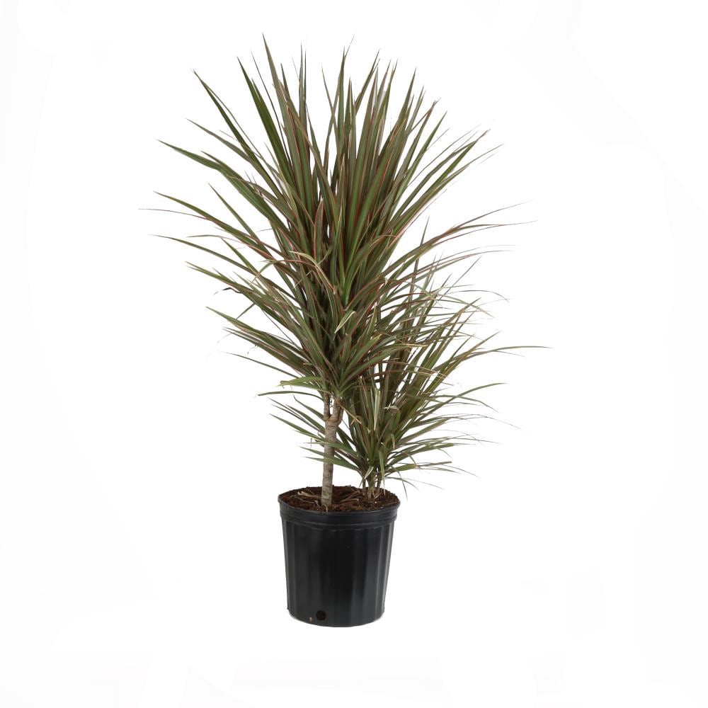 slide 1 of 2, Dracaena Marginata House Plant in 1.72-Gallon (s) Pot, 1 ct