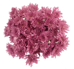 Purple Poms