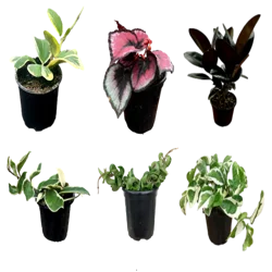 5 " Foliage Asst In Plastic Pot Assortment