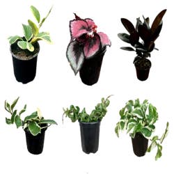 5 " Foliage Asst In Plastic Pot Assortment