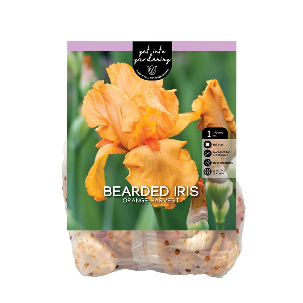slide 1 of 1, Bearded Iris Orange Harvest, 1 ct