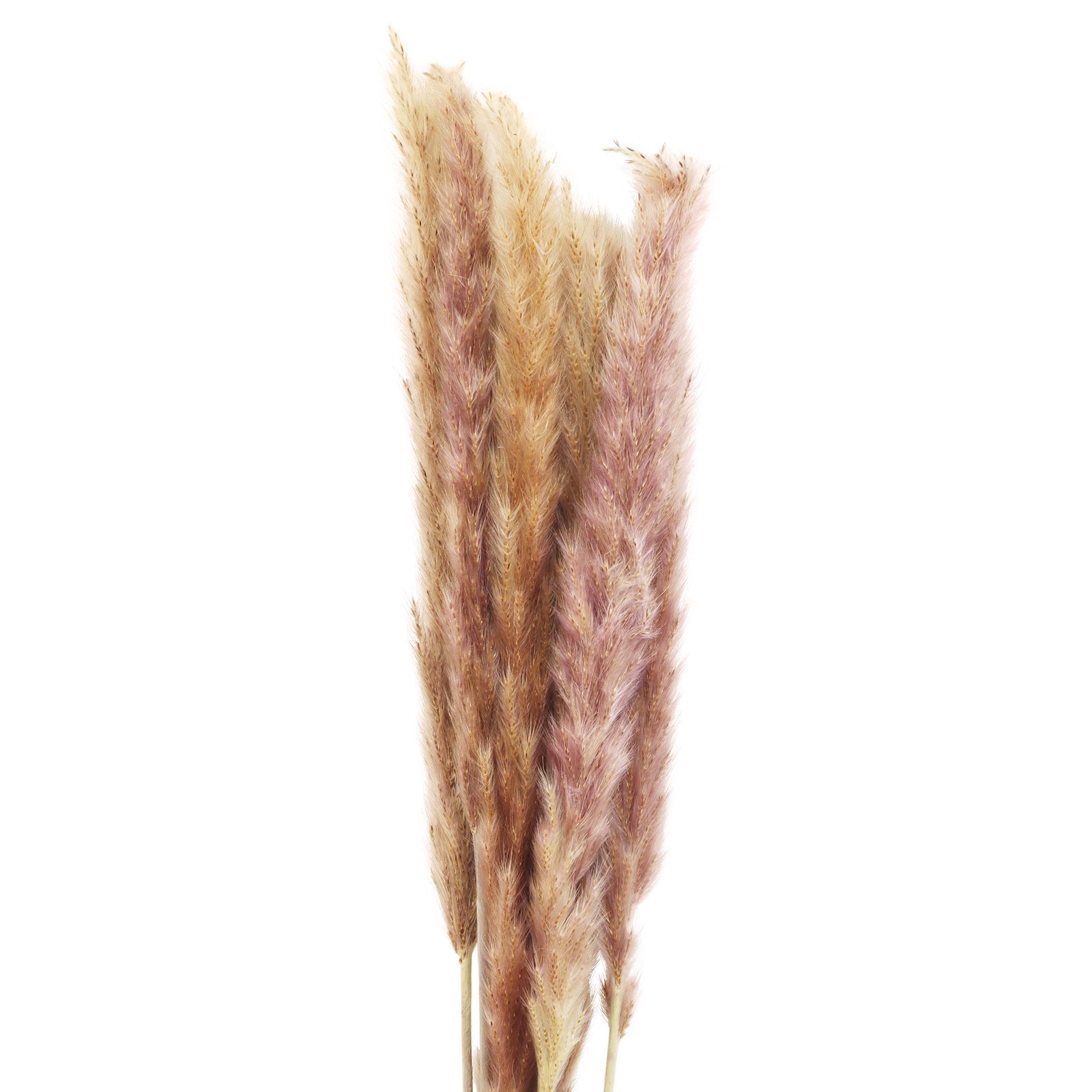 slide 2 of 3, Mini Natural Brown Pampas Bunch By Ashland, 0.25 in x 1.5 in x 30 in