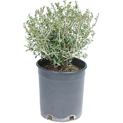 slide 1 of 1, H-E-B Texas Backyard 3 Gallon Ilex Dwarf Yaupon Holly, 1 ct