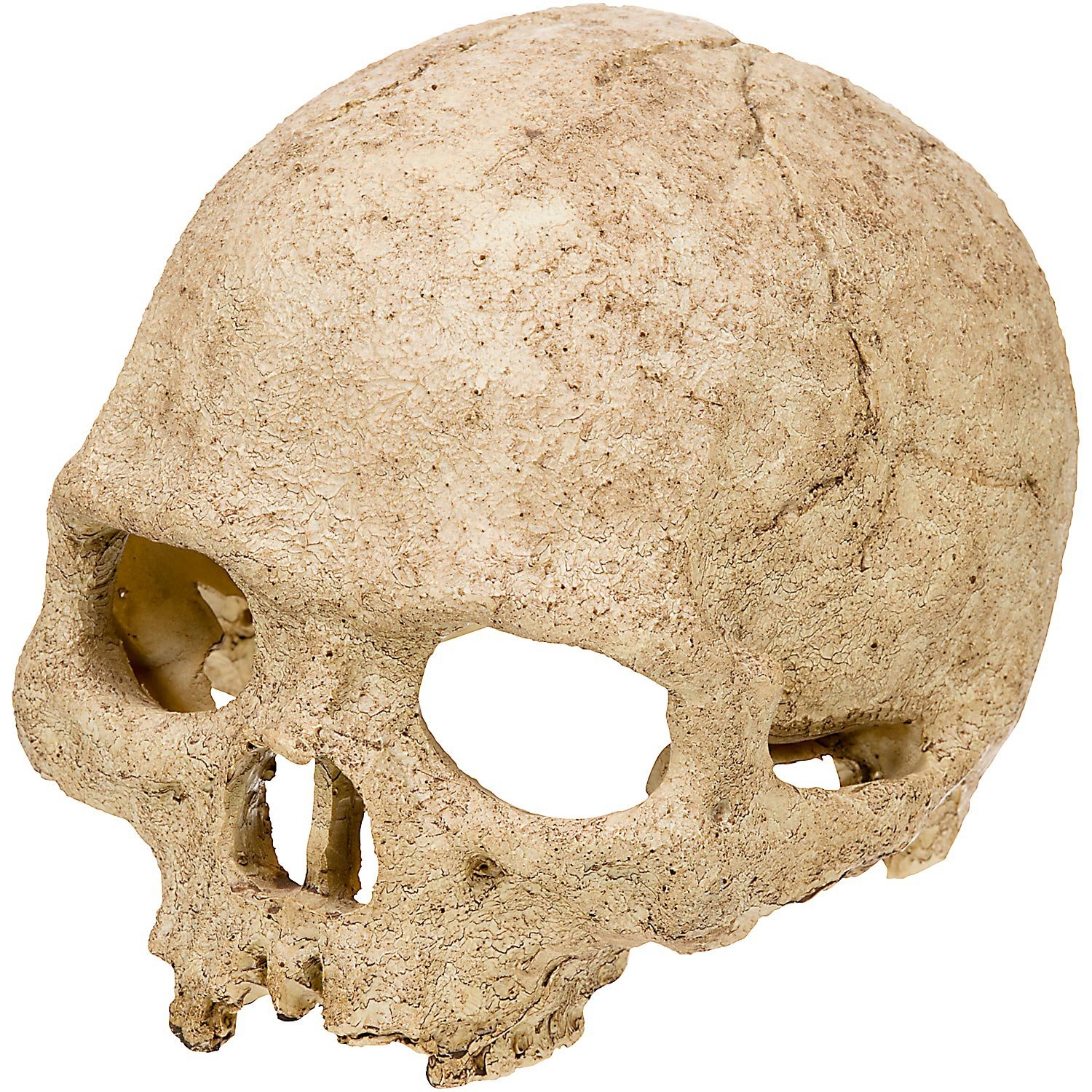 slide 1 of 1, Exo-Terra Primate Skull Hideaway, 1 ct