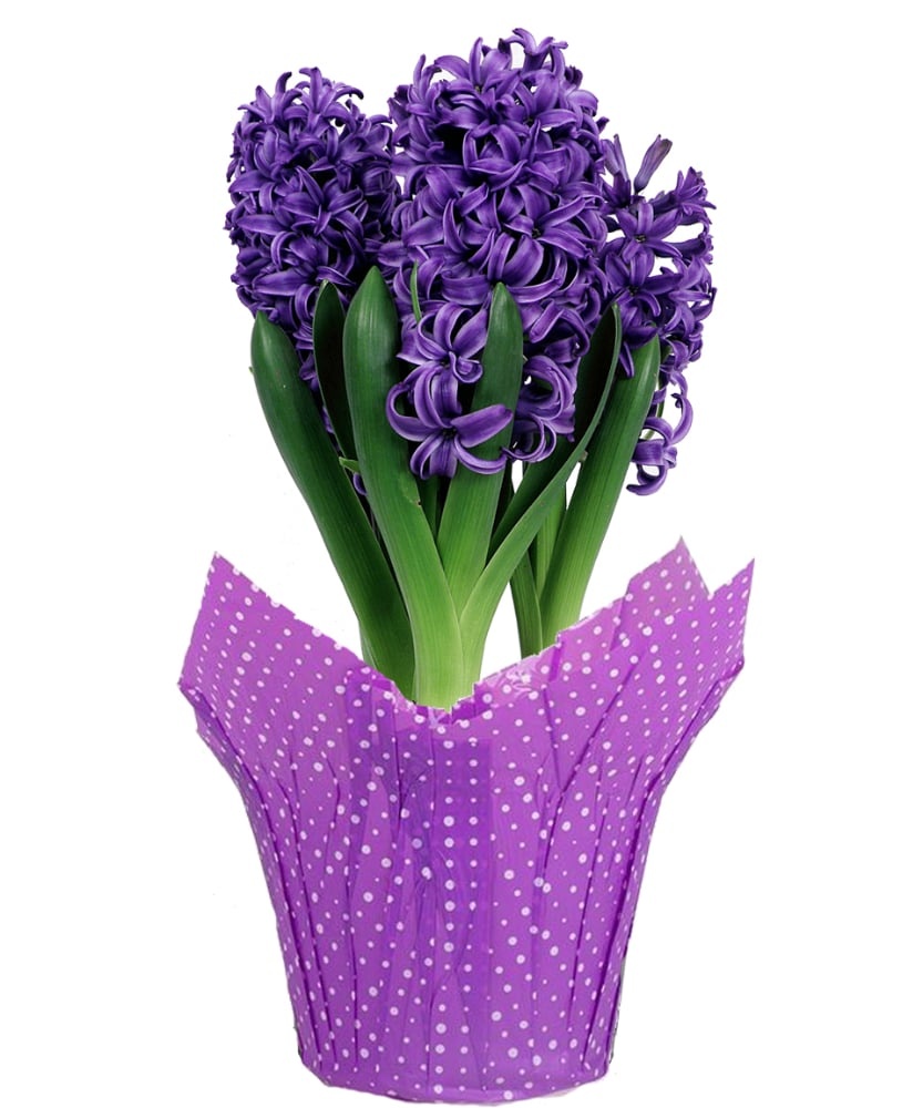 slide 1 of 1, Premium Hyacinth Bulbs, 6 in