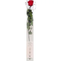 Procacci Brothers Infinite Rose