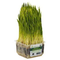Wheatgrass Organic - Each