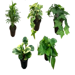 Fresh Live Plant In 4.5 Inch Pot