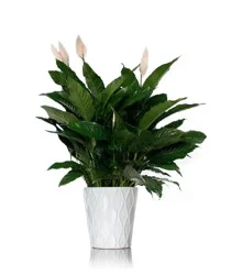 Spathiphyllum Peace Lily In A Ceramic Pot