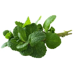 Fresh Mint