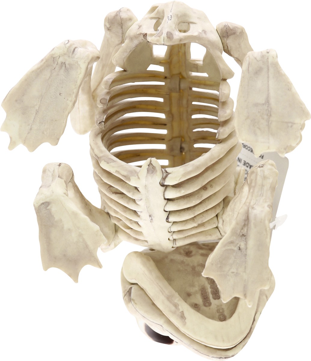 slide 5 of 9, Crazy Bonez Decoration, Skeleton Frog, 1 Each, 1 ct