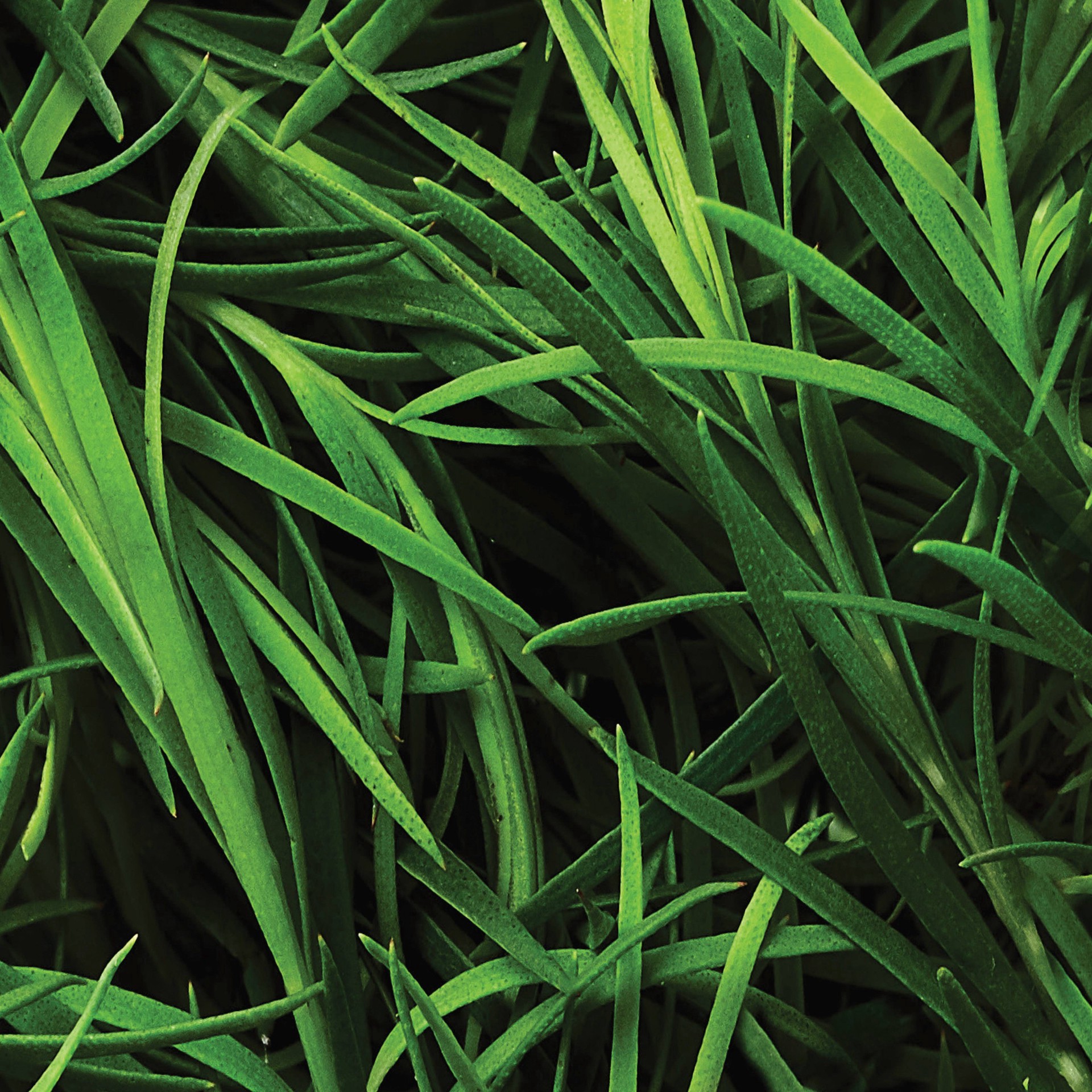 slide 4 of 4, St. Ives Body Wash - Eucalyptus/Tea Tree Scent - 22oz, 22 oz