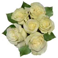 White Roses