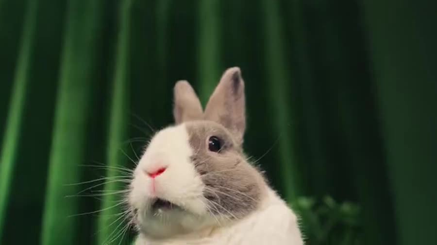 slide 2 of 10, Kaytee General Market Kaytee Forti-Diet Timothy Chew-A-Bowl, 1 ct