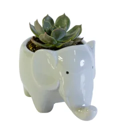 2.5" Mini Elle Succulent