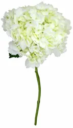 White Hydrangea