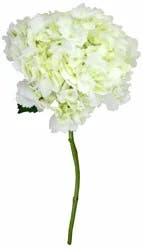 White Hydrangea