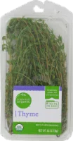 Herb Thyme