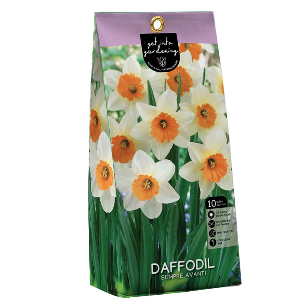 slide 1 of 1, Daffodil Sempre Avanti Peg Pack flower bulbs, 10 ct., 10 ct