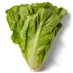 Romaine Lettuce