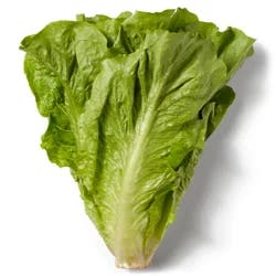 Romaine Lettuce