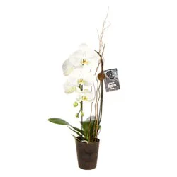 H-E-B Texas Roots Premium Orchid