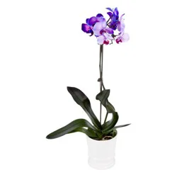 ColorFuze Ultra Violet Orchid 5 Inch in Pot