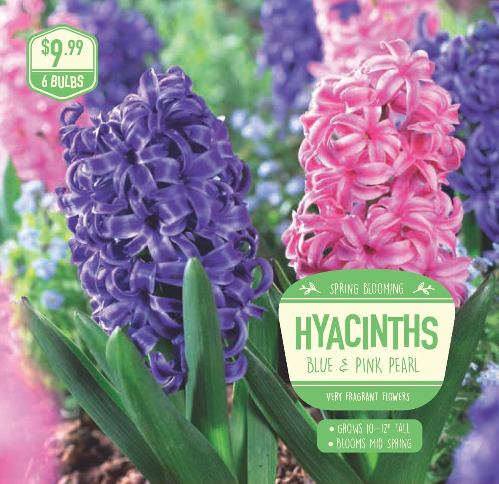 slide 1 of 1, Hyacinth Blue & Pink Pearl, 6 ct, 6 ct