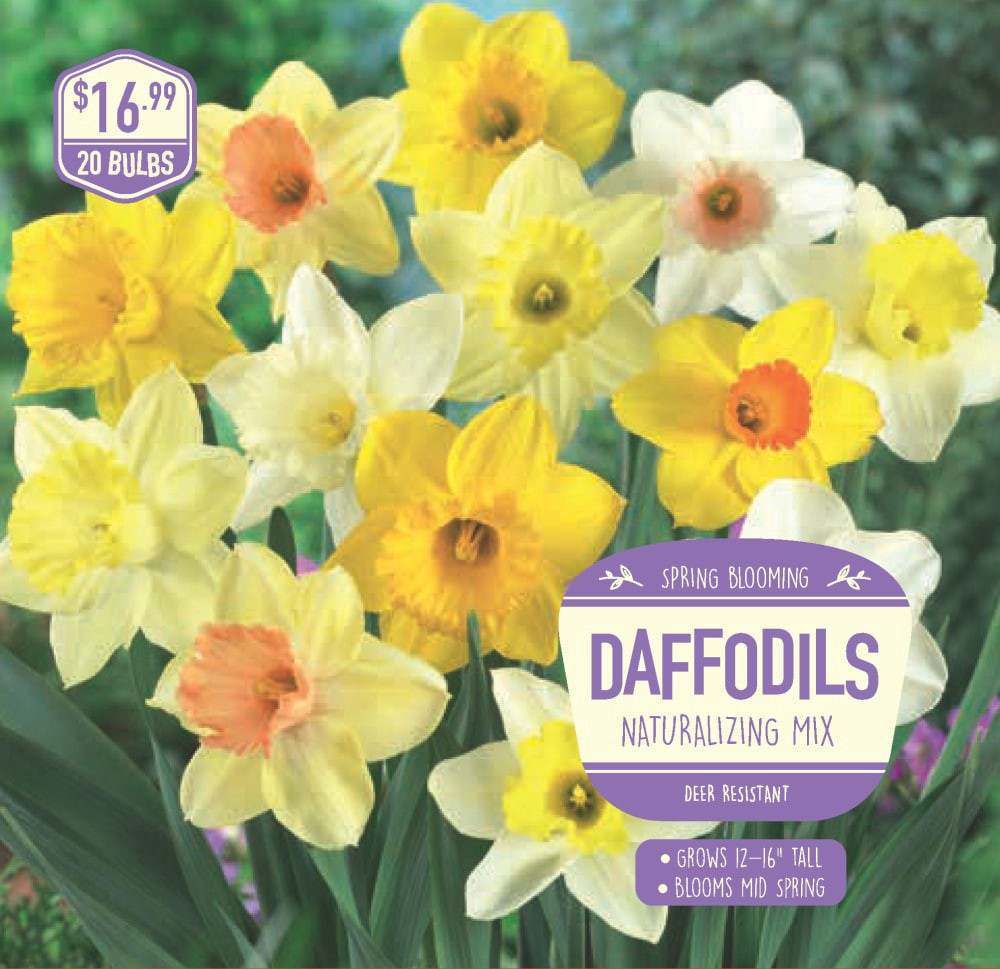 slide 1 of 1, Garden State Bulb Daffodil Naturalizing Mix, 20 ct, 20 ct