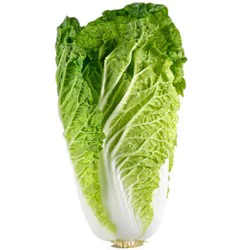 Napa Cabbage