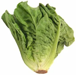 Greens Escarole Organic