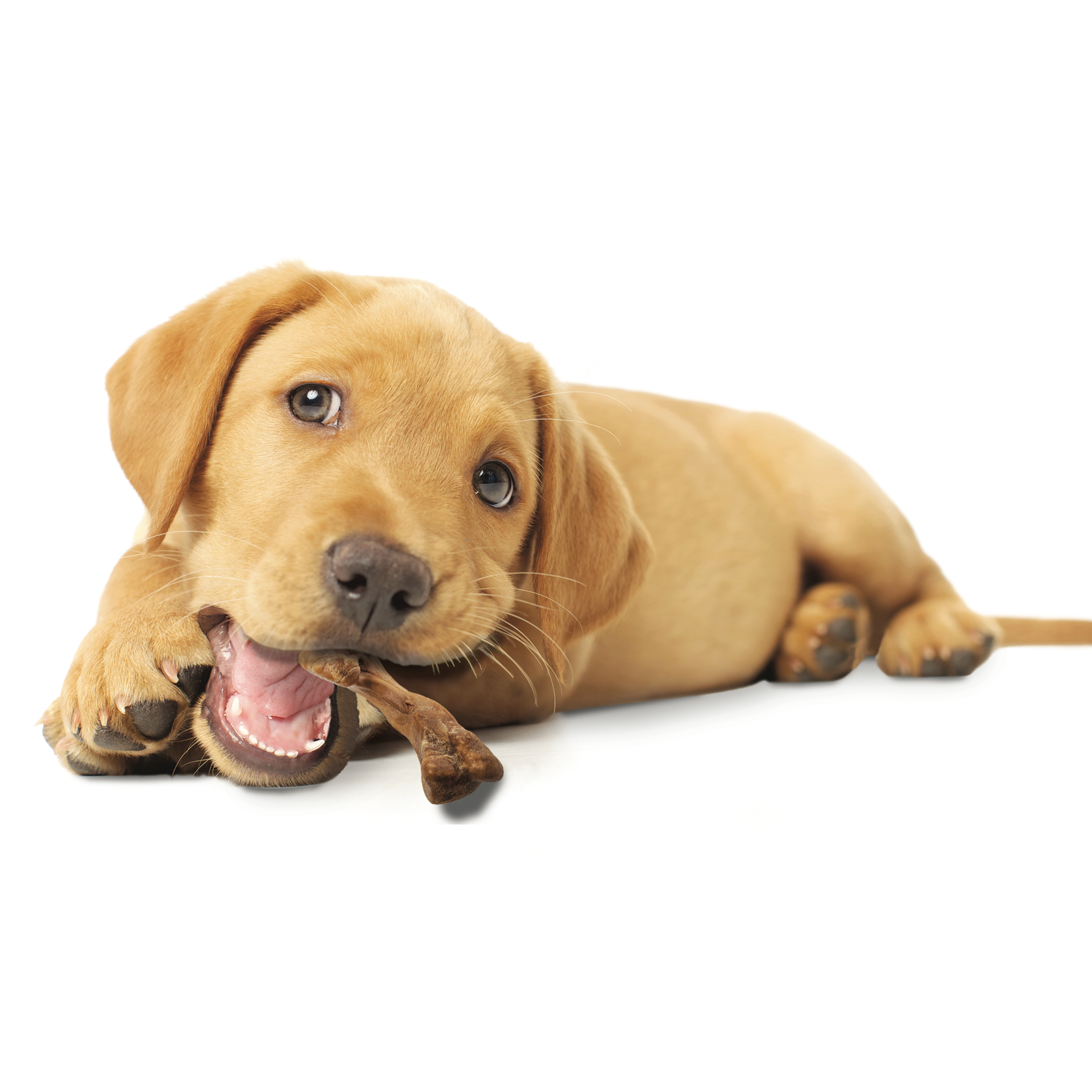 slide 7 of 10, Nylabone Healthy Edibles WILD Puppy Natural Long Lasting Turkey Dog Chew Treats Small/Regular - Up to 25 Ibs.(4 Count), 4 ct