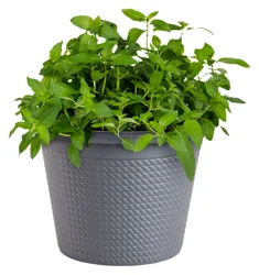 Bonnie 8'' Generic Round