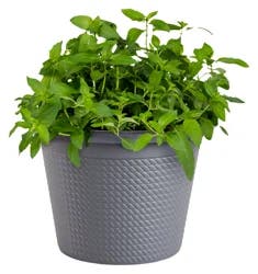 Bonnie 8'' Generic Round