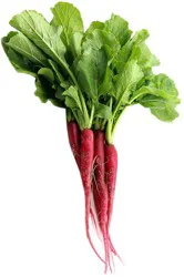 Fresh Cincinnati Radish