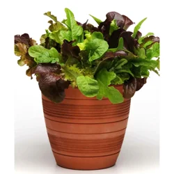 Bonnie Plants Rhubarb