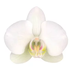 Mini Orchid In Decorative Pot