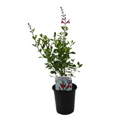 Spring Creek Growers Native Plant Society Of Texas - Autumn Sage Ferman's Red